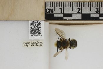 Media type: image;   Entomology 790039 Aspect: Labels